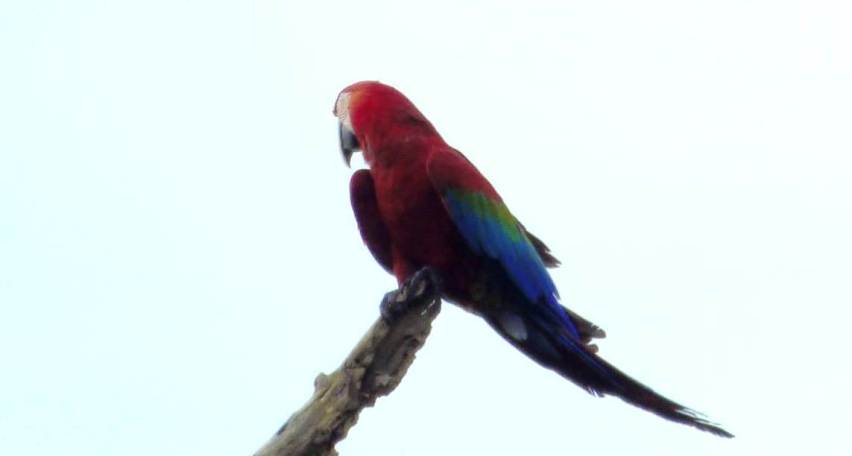 Parque Provincial Puerto Península: avistaron un Guacamayo que se creía extinto 1 2 - Guacamayo en Peninsula - 1