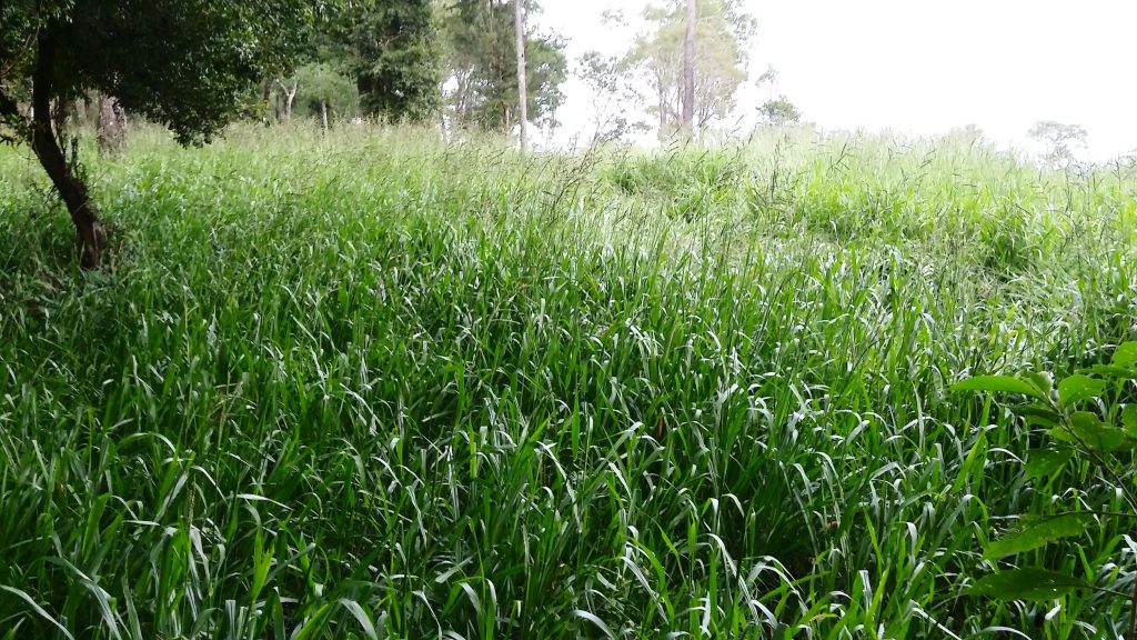 En la provincia, implantan pasturas para la producción ovina y caprina 1 2 - pasto chane - 1