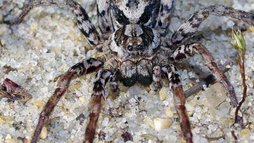 Hallan en un polígono militar una enorme araña 'extinta' que disuelve los órganos de sus víctimas 1 2 - 5f9e76d9e9ff717cfc124e9e - 1