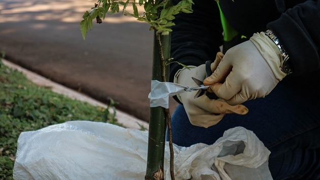 Plantarán más de 700 árboles sobre la zona de construcción de la Travesía Urbana de Posadas 1 2 - arboles - 1