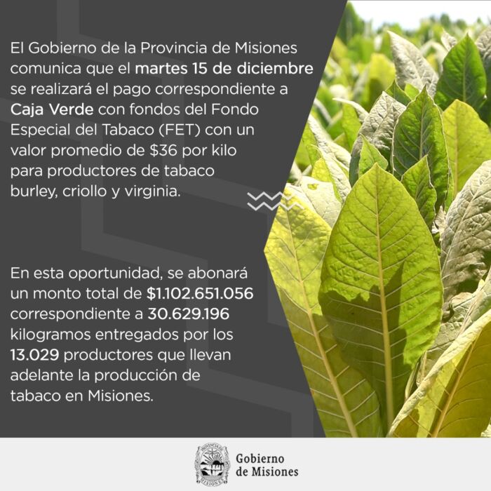 Este martes comienza el pago de más de mil millones de pesos a productores tabacaleros 1 2 - pago tabaco - 1