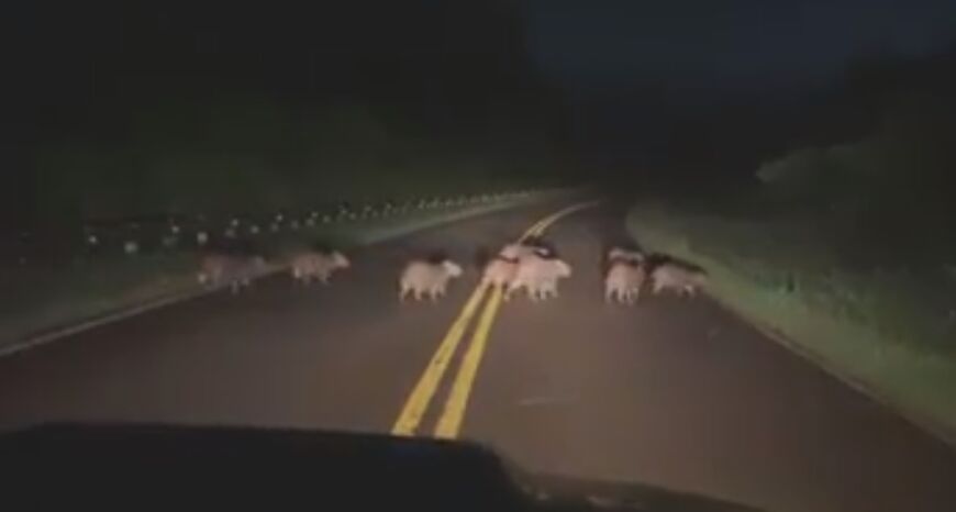 Fauna misionera intacta: captaron a 11 carpinchos cruzando la ruta 101 en zona de Andresito 1 2 - arpoinchos 1 - 1