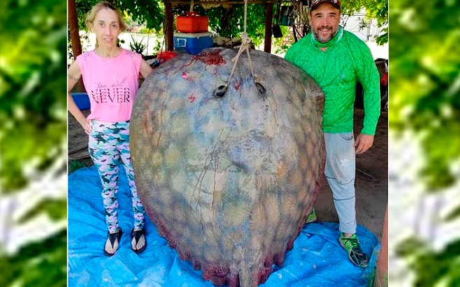 Pescaron una impresionante raya de 190 kilos en un arroyo santafesino: mirá las fotos 1 2 - raya - 1