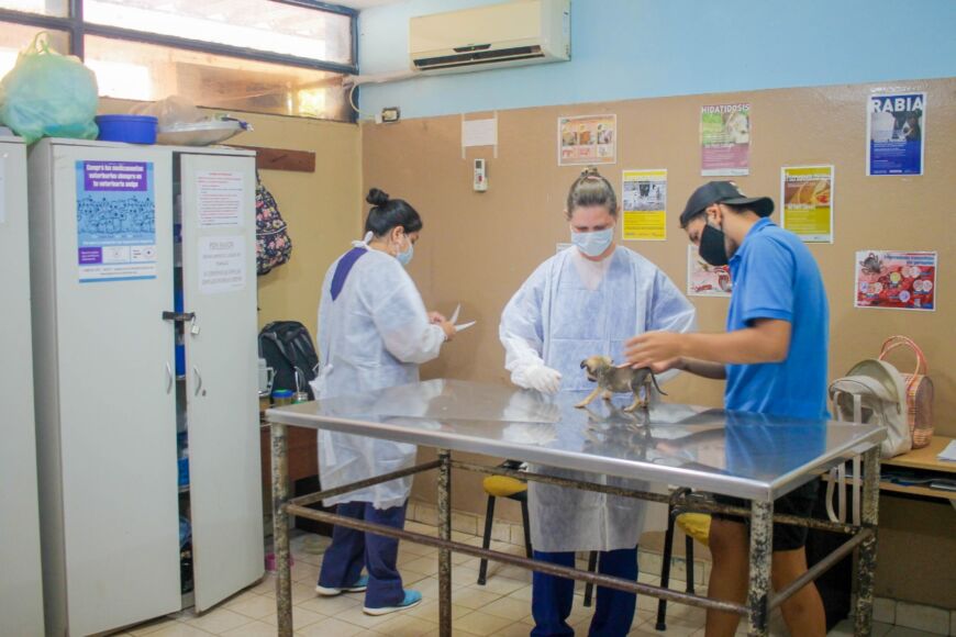 Posadas: el IMuSA profundiza su política de salud animal 1 2 - imusa 1 - 1