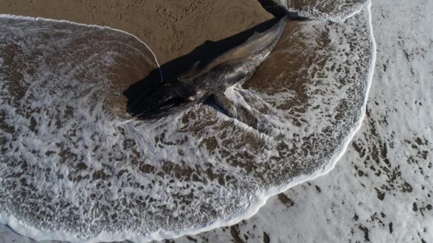Mar del Plata: apareció una ballena de 7 metros en una playa 1 2 - ballena2 - 1
