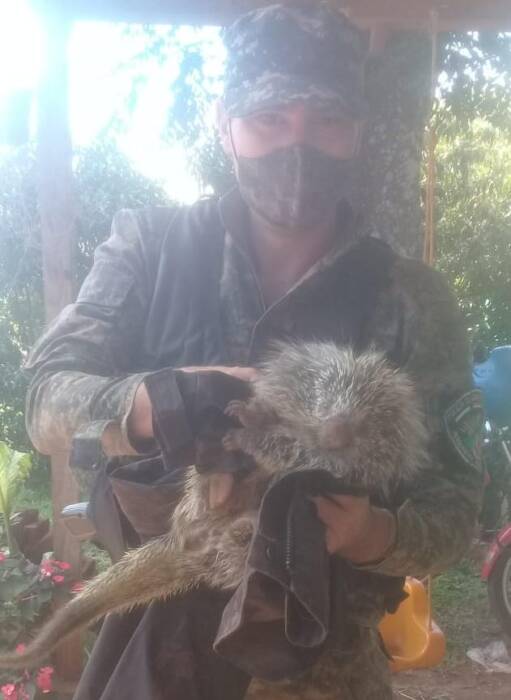 Posadas: resguardaron y pusieron a salvo a un erizo silvestre 1 2 - erizo - 1
