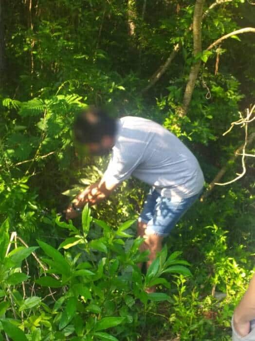 Secuestraron otros 30 panes de marihuana en Jardín América 1 2 - marihuana Jardin America 2 - 1