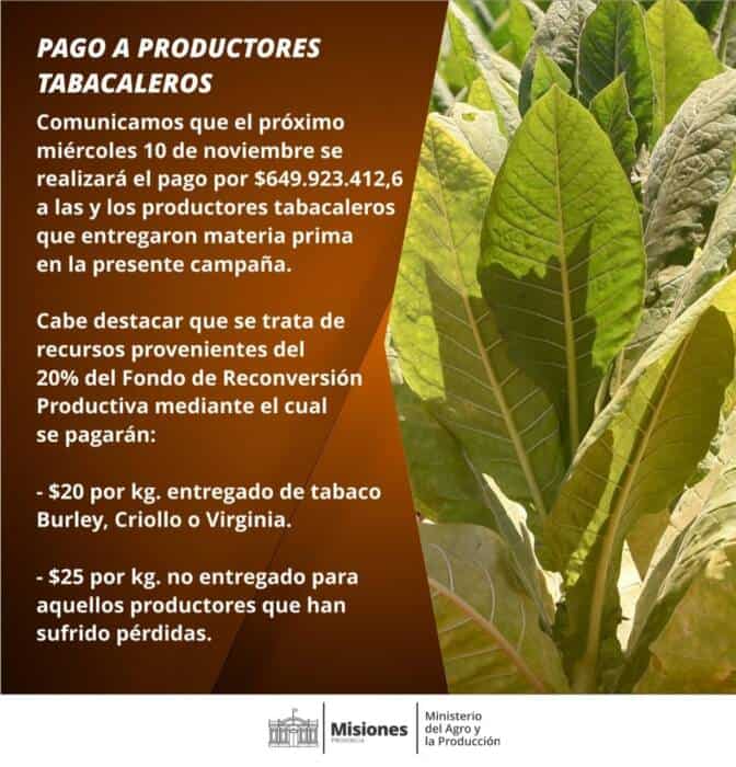 El miércoles 10 de noviembre pagarán casi $650 millones a tabacaleros misioneros 1 2 - tabaco 1 - 1