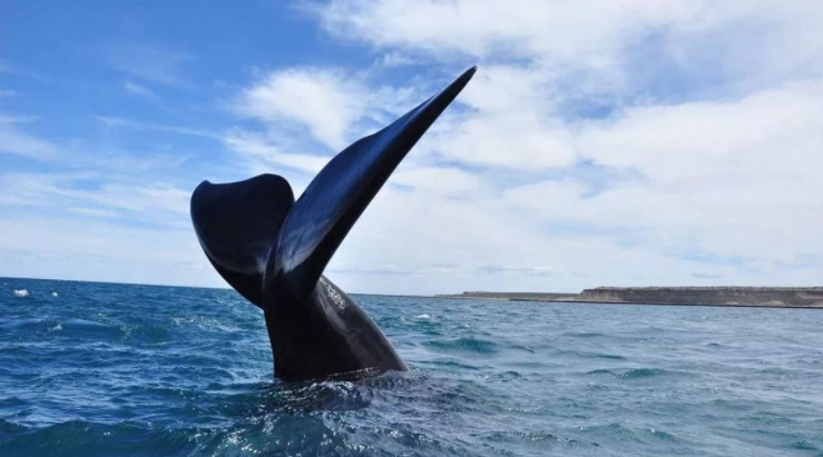 Península Valdés: casi medio centenar de ballenas aparecieron muertas en 2021 1 2 - p2 - 1