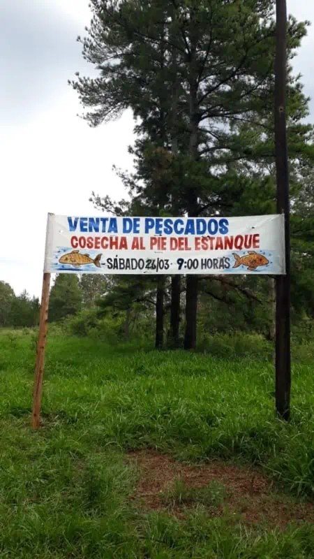 Peces de estanque y faenados, las alternativas que ofrecen para las comidas tradicionales de Pascuas 1 2 - Cosecha de peces 2 23 03 - 1
