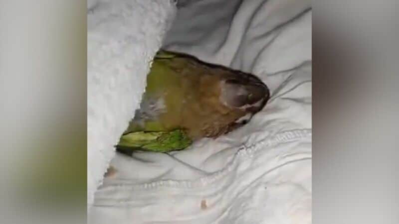 Un loro duerme en la cama de sus dueños y se queja cuando lo destapan 1 2 - WhatsApp Image 2022 03 19 at 09.33.28 - 1