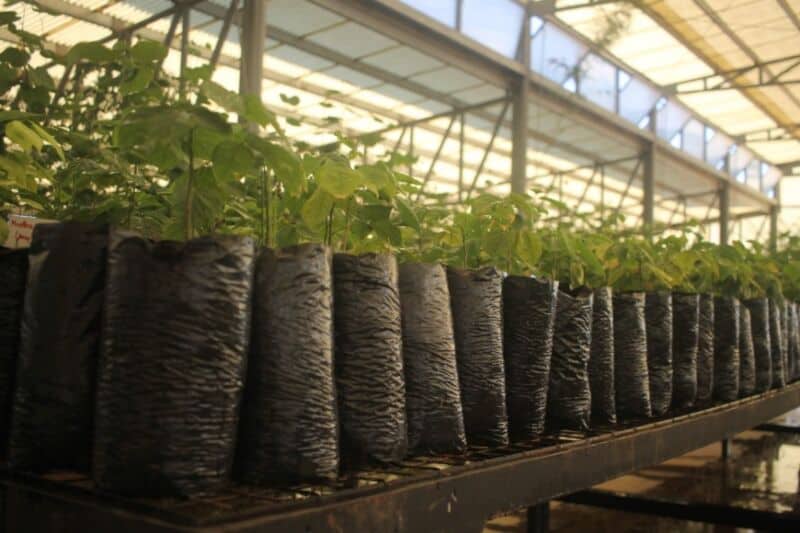 El Centro de Investigación del Jardín Botánico produjo 27 mil especies arbóreas 1 2 - WhatsApp Image 2022 03 23 at 10.07.51 1 - 1