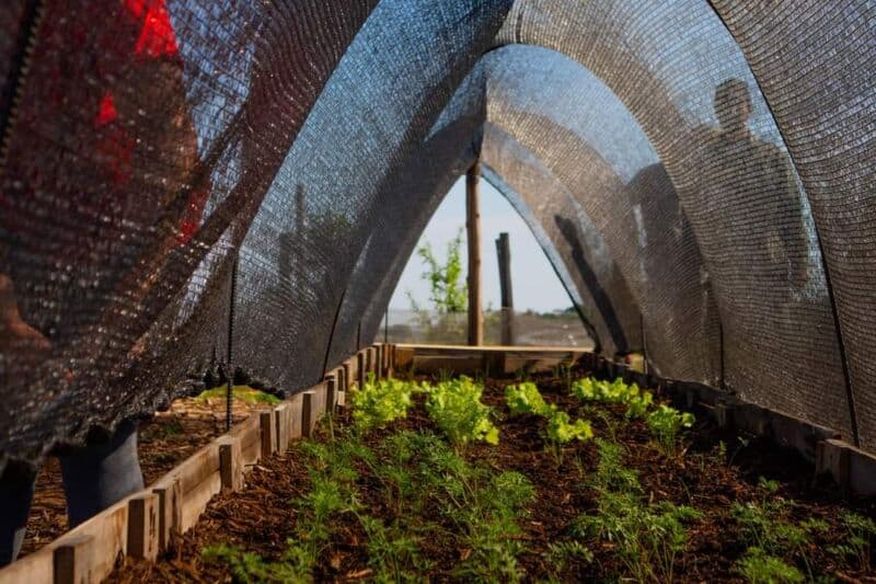 Fortalecen las relaciones con la comunidad posadeña mediante la plantación de hortalizas 1 2 - hortaliza 2 - 1