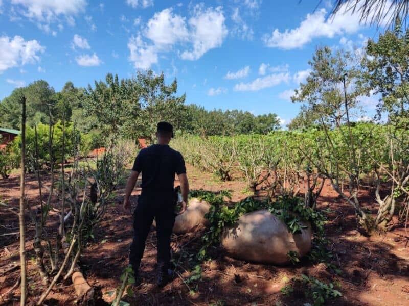 Los detuvieron cuando estaban a punto de llevarse casi dos mil kilos de yerba en Ruiz de Montoya 1 2 - yerba 1 - 1