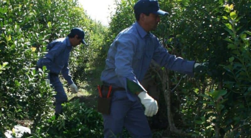 Cobertura de salud a productores yerbateros: beneficios a los que accederán los trabajadores 2 4 - Yerba 1 1 - 3