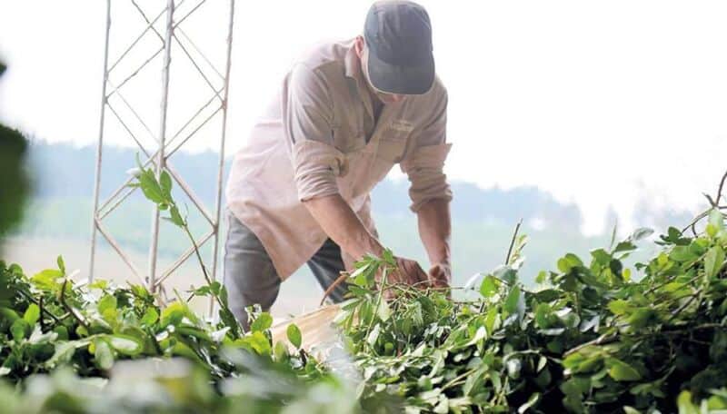 Cobertura de salud a productores yerbateros: beneficios a los que accederán los trabajadores 1 2 - Yerba 2 - 1