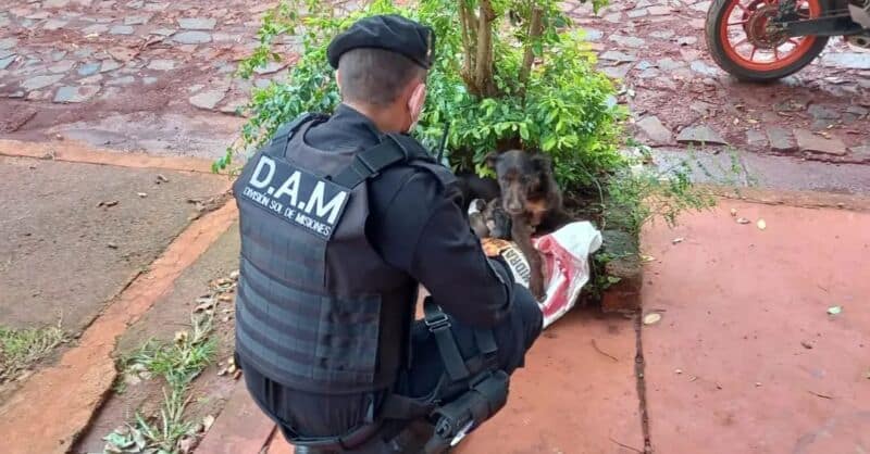 Resguardaron a nueve perritos que estaban abandonados en una caja de cartón 1 2 - perritos - 1