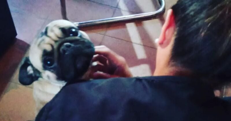 Recuperaron elementos y una mascota en un trabajo de investigación realizado en Posadas 1 2 - WhatsApp Image 2022 05 13 at 12.33.56 PM - 1