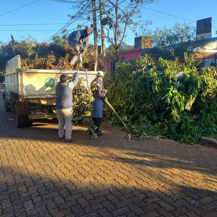 Continúan los operativos de poda en los barrios de Posadas 1 2 - poda posadas 2 - 1