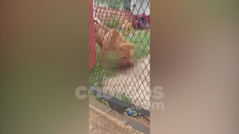 Posadas: denunció que los perros de su vecina mataron, descuartizaron y comieron a su perrita 1 2 - mataron a perro 2 - 1