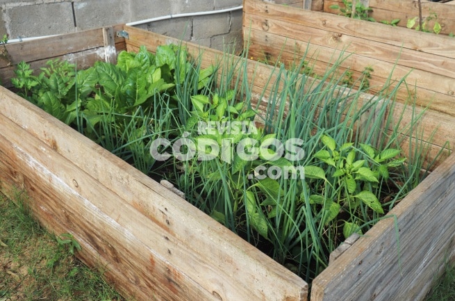 Responsables de merenderos se capacitan en el fortalecimiento de la producción de huertas agroecológicas 1 2 - Capacitaciones 1 - 1