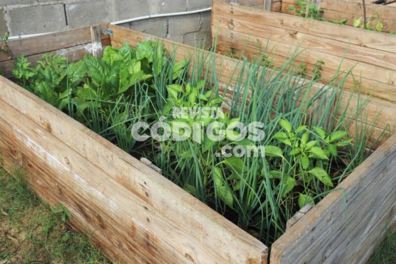 Continúan las capacitan sobre producción de huertas agroecológicas en merenderos y comedores posadeños 3 6 - Capacitaciones 4 - 5