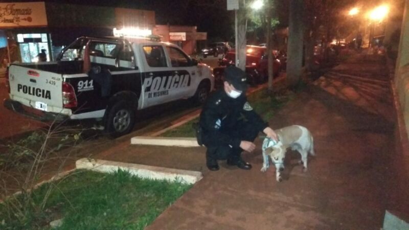 Detuvieron a un hombre acusado de maltratar a su perro en Alem 1 2 - PERRO SALVADO - 1