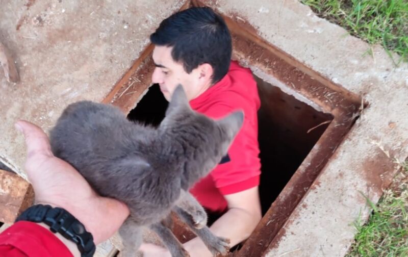 Rescataron a un perro que cayó a un pozo de agua y salvaron a un gato atrapado en una alcantarilla 1 2 - Rescate de animal 2 - 1