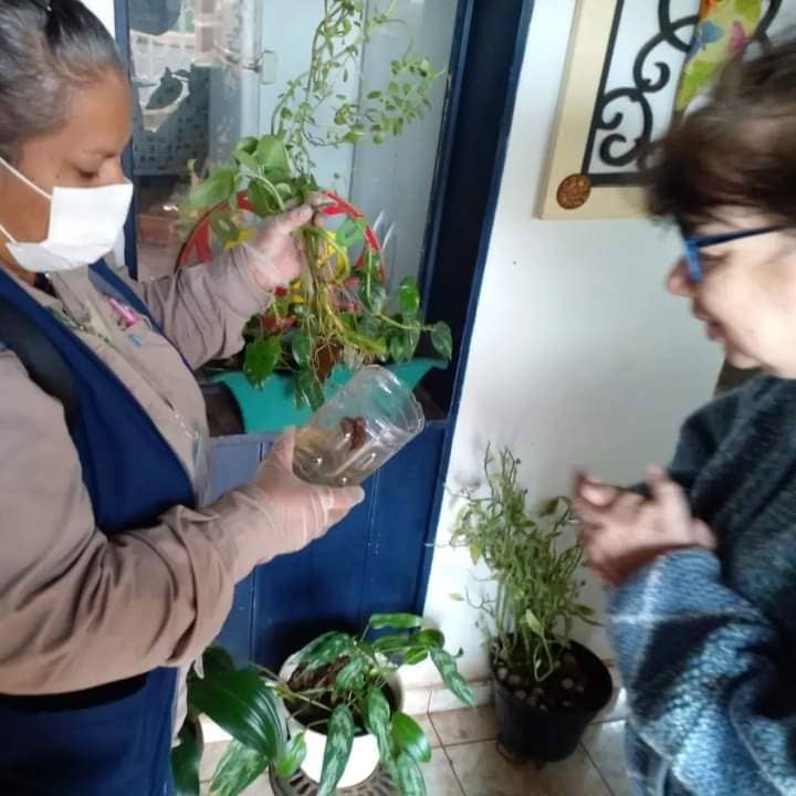 Baldes, floreros y neumáticos en desuso, los principales criaderos del Aedes aegypti 4 8 - dengue 2 - 7