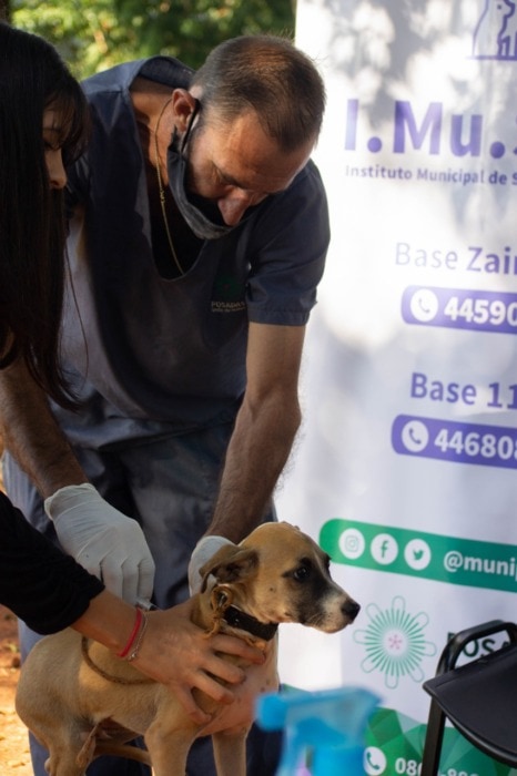 El móvil del Imusa recorrerá Posadas y brindará castración y vacunación para las mascotas 2 4 - mascotas 3 - 3