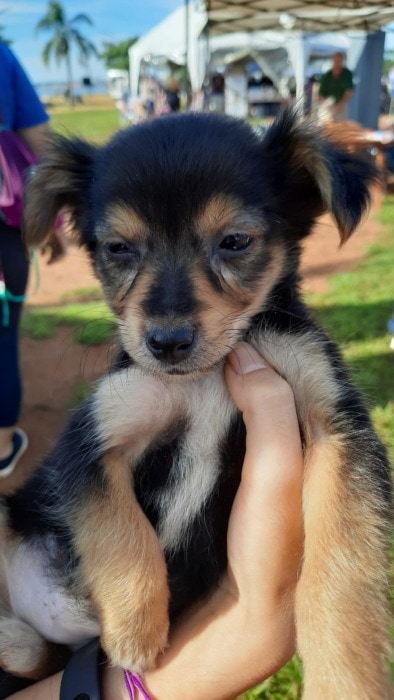 El móvil del Imusa recorrerá Posadas y brindará castración y vacunación para las mascotas 1 2 - mascotas 4 - 1