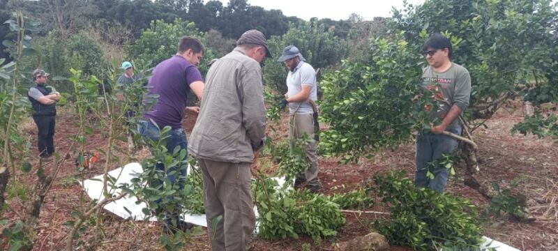 Realizaron jornada sobre cosecha, rebaje y poda de formación en Montecarlo 2 4 - yerba 1 - 3