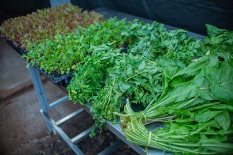 La Cocina Centralizada de Santa Rita contará con una huerta para producir sus alimentos 3 6 - La Cocina Centralizada de Santa Rita 3 - 5