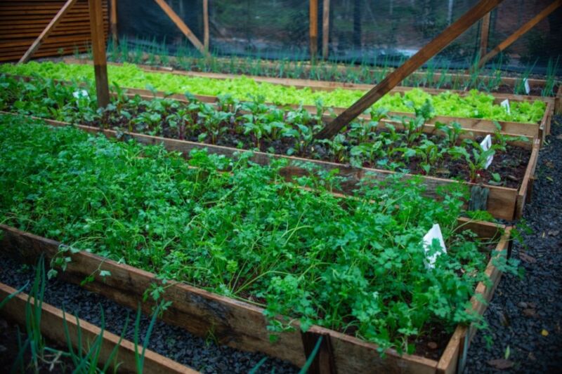 La Cocina Centralizada de Santa Rita contará con una huerta para producir sus alimentos 2 4 - La Cocina Centralizada de Santa Rita 4 - 3