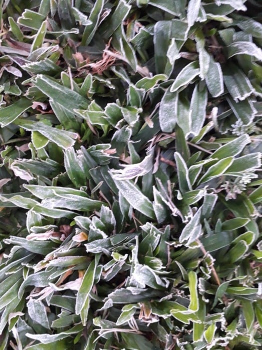 Heladas en la provincia: en Jardín América y Oberá la sensación térmica llegó a -0.9°C 2 4 - heladas en la provincia 2 - 3