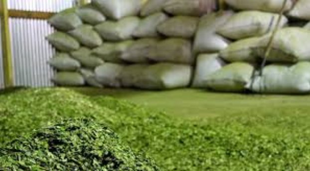 El 2018 arrancó con una recuperación en el ingreso de hoja verde a secaderos
