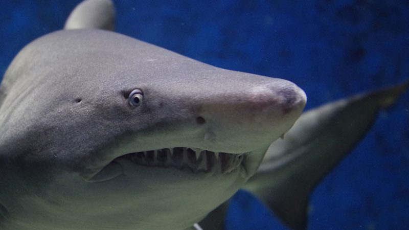 Lo atacó un tiburón, un oso y una serpiente en menos de cuatro años: vive para contarlo