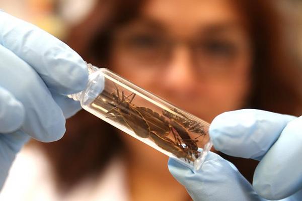 ANMAT aprobó un medicamento para tratar el Chagas