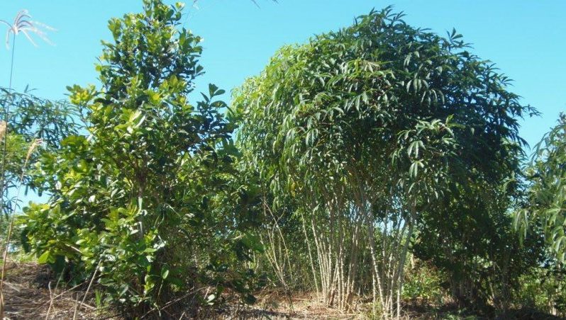 En Pozo Azul quieren suplantar el tabaco por producción frutihortícola