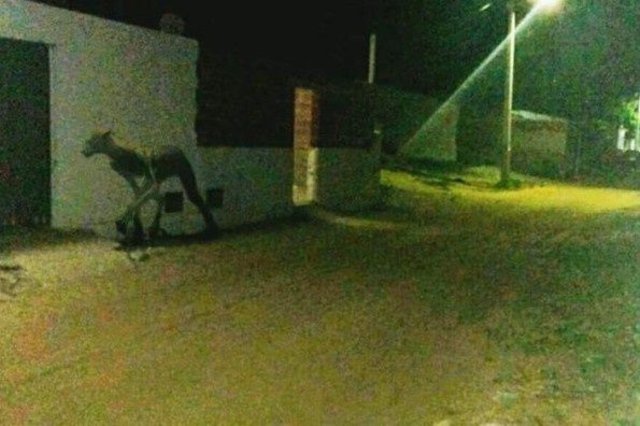 Conmoción en un pueblo de Santa Fe: aseguran que una extraña criatura asesinó a dos perros