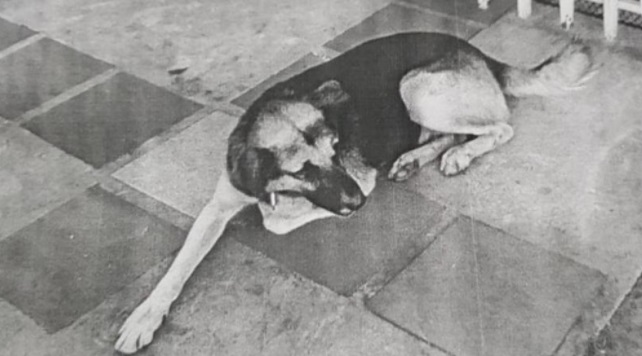 Wanda: buscan a un perro que continúa prófugo de la Justicia