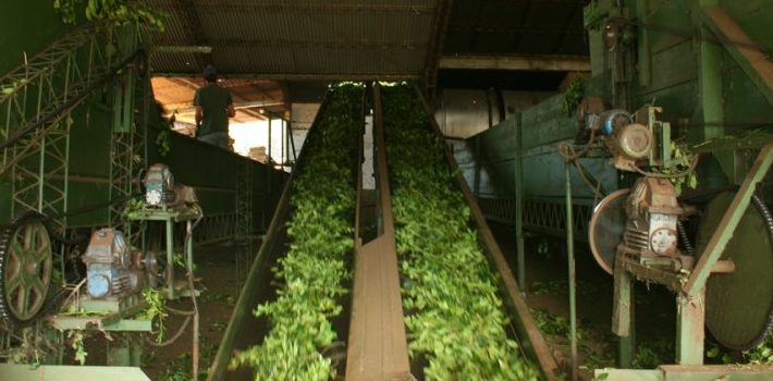 Se consolida la recuperación de ingreso de hoja verde a secaderos