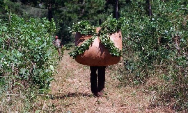 El miércoles, registro de productores y capacitación sobre yerba mate en Colonia Alicia