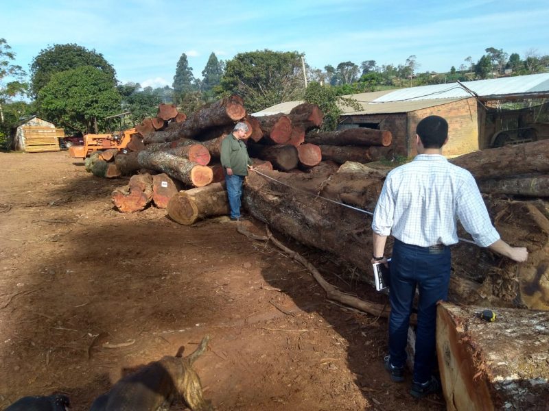Ecología: el nuevo Equipo de Control Forestal fiscalizó chacras y aserraderos en San Vicente