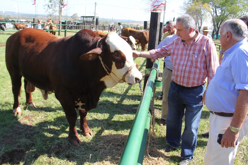 Ganadería: Misiones cuenta con casi 450 mil cabezas bovinas