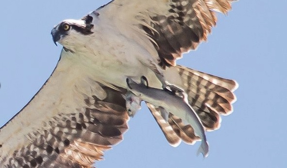 Un fotógrafo captó el momento en que un águila atrapa a un tiburón
