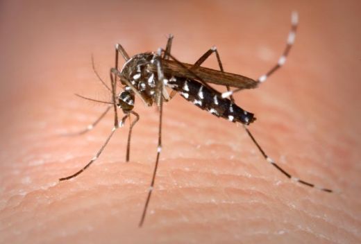 DENGUE-VIRUS
