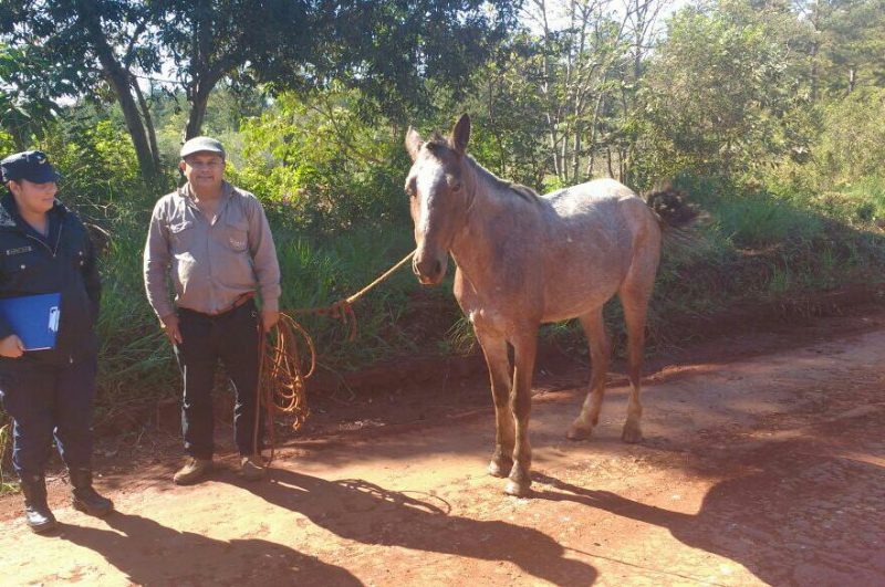 Santo Pipó: Recuperaron yegua robada a un jornalero