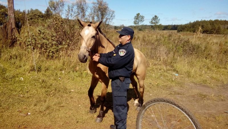 Recuperaron un caballo robado y vendido a muy bajo costo en Posadas
