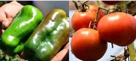 Capacitarán a productores en cultivo de tomate y pimientos en Gobernador Roca